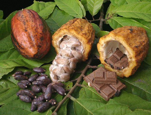 Giá cacao tăng do nhu cầu về chocolate tăng cao kỷ lục