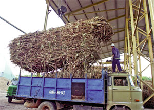 Cửa hẹp cho ngành mía đường