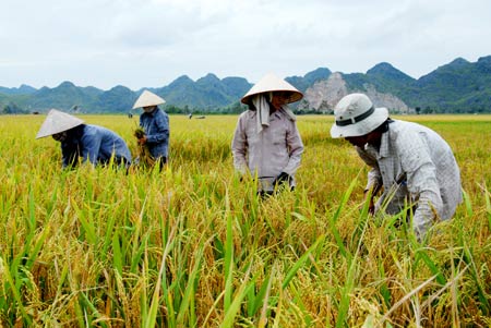 Lúa và cá tra lỗ nặng đang khiến nông dân điêu đứng