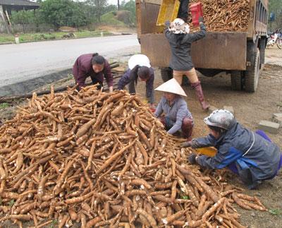 Sắn khó bán, bị ép giá thấp