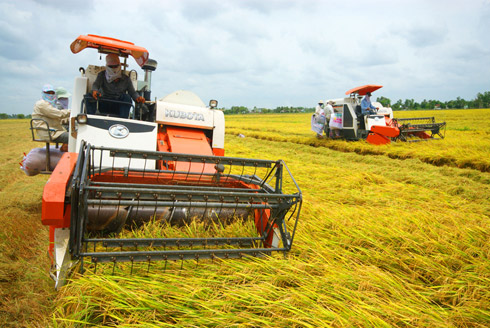 Sản lượng vụ lúa hè thu của các miền Bắc giảm