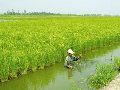 Những thành công bất ngờ từ tôm-lúa